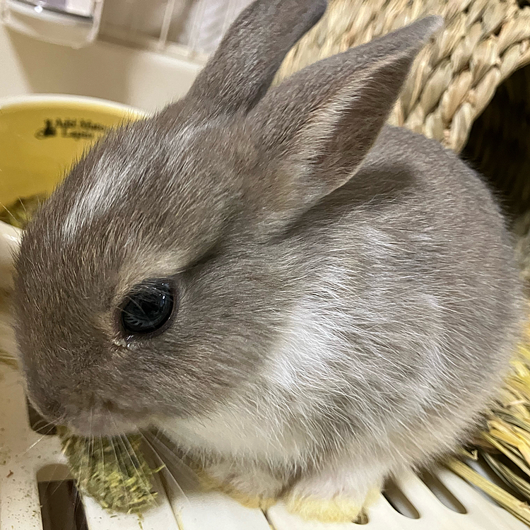 今日は、あめちゃんの大好物の牧草キューブを食べていました。
牧草キューブは、牧草を固めたものです。