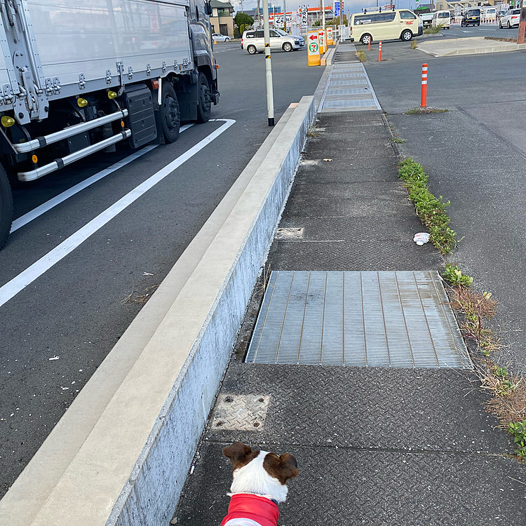 そして、寒くなる前にと、散歩に出たら、冷たい雨が降ってきて、、、🥲