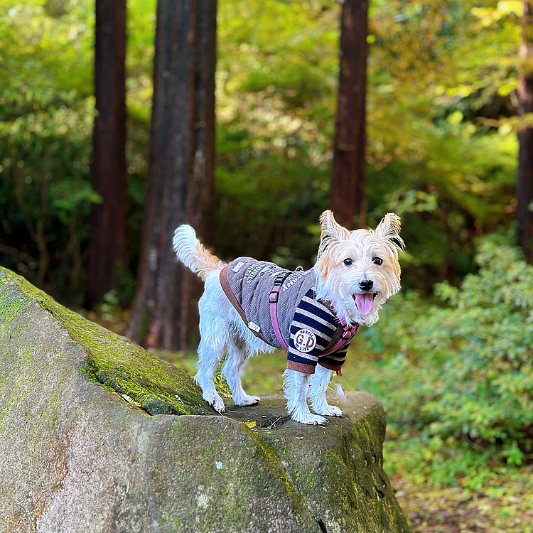 生田緑地公園に行ってきたよ🚗³₃