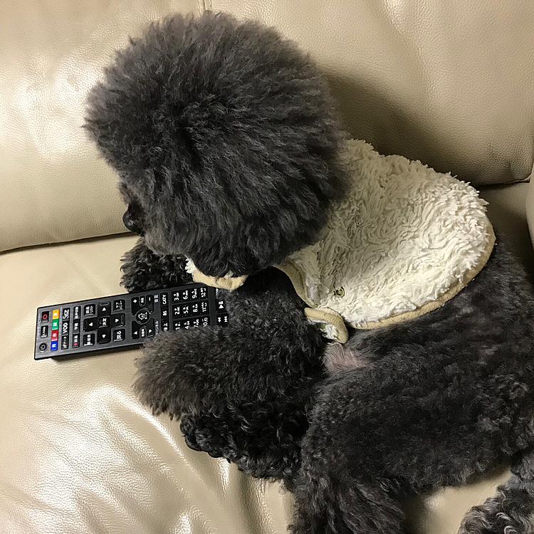 ある晩 大人しいなぁ〜と思ったら 真剣にお笑い番組📺見てた👀  
我が家のお笑い担当は こうやってお笑いの勉強してたんだー🤣🤣