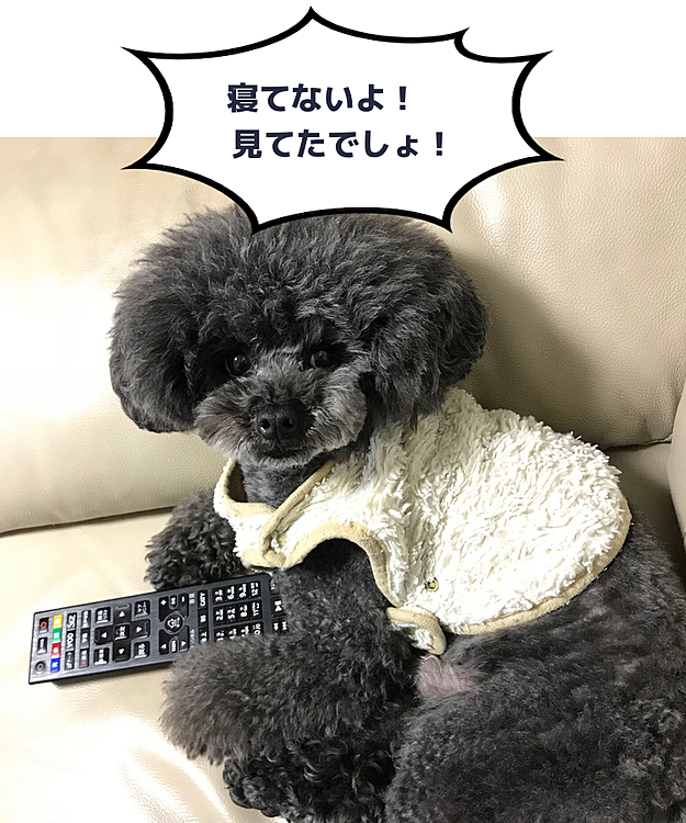 そーっと リモコンを取り返そうとしたら
起きた💦 
そして このドヤ顔😓
おまえはおっさんか？？？🤣🤣