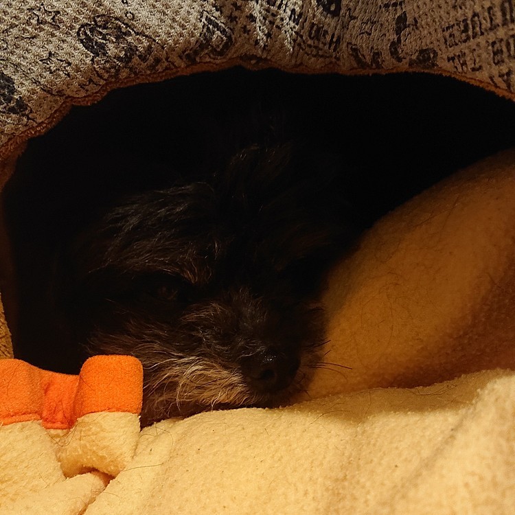 💤
