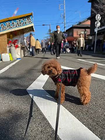 21日はお寺の縁日でした✨
お散歩がてら行きました🐾
美味しそうな匂いと賑やかな雰囲気に帰り際は名残惜しそうなハッピーです🐶

今日は近所で紅葉していそうな場所探してみたけどまだ緑がメインで見頃はもう少し先かな🍁
11月22日、いい夫婦の日と言う事でパパさんケーキ買ってきてくれた🍰
わーい🙌🙌