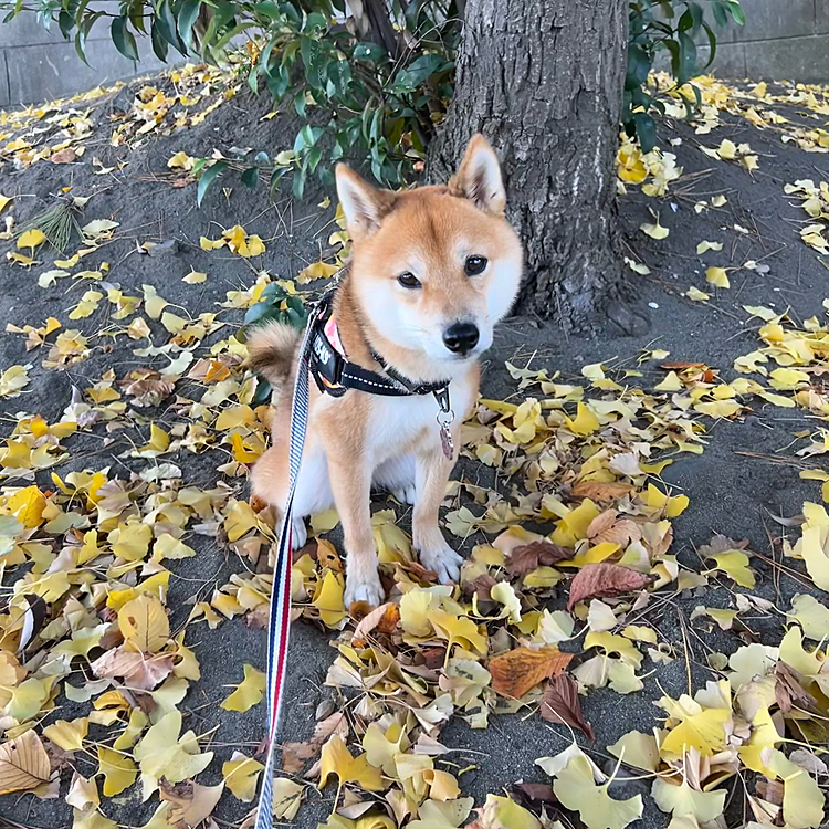 2023.11.24(金)
今日も元気にお散歩しました🐾
風がとても強かったです🌀
