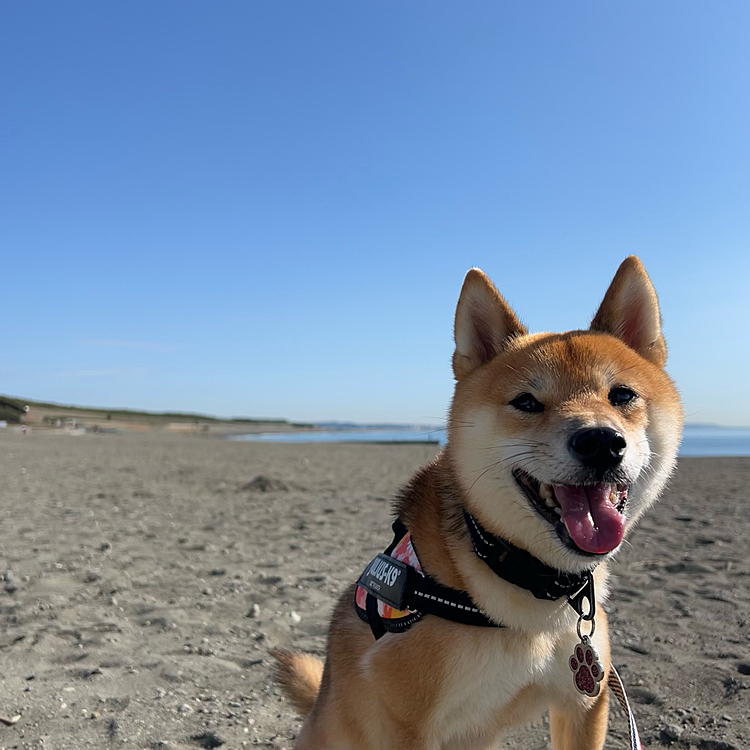 火曜日は海散歩🐾
いいお天気でのんびり1時間くらいのお散歩でした☀️