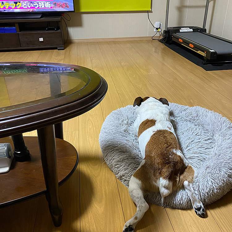 今日、会社は、ハッピーホリデーで、４連休中なので、タイガー🐯は、60インチのテレビの部屋で一緒に、、