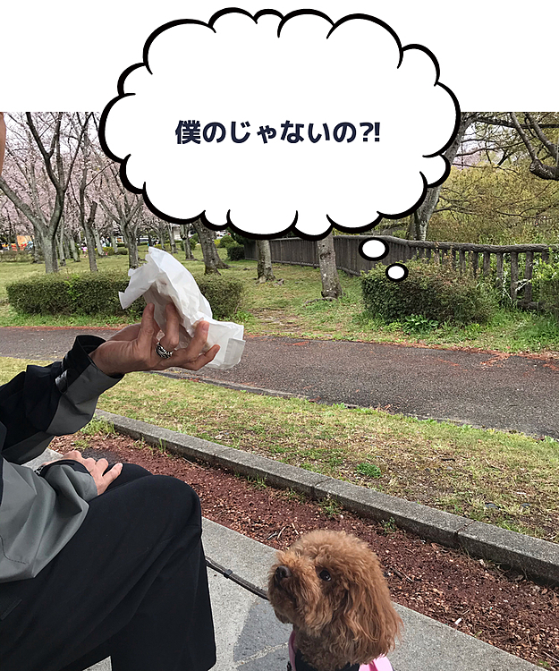 ハッピーはもちろん桜よりパンが気になります😅
パンは貰えなかったけど、久々にジャーキー解禁でウマウマでしたね👍