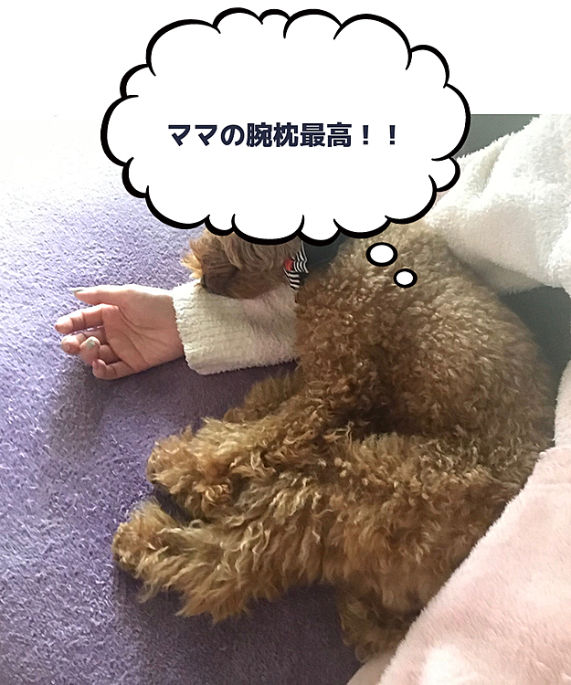帰宅後はママの腕枕でスヤスヤ😪💤
こんな何気ない1日かハッピーあなたのお陰で幸せだよ😊
ありがとう💗
