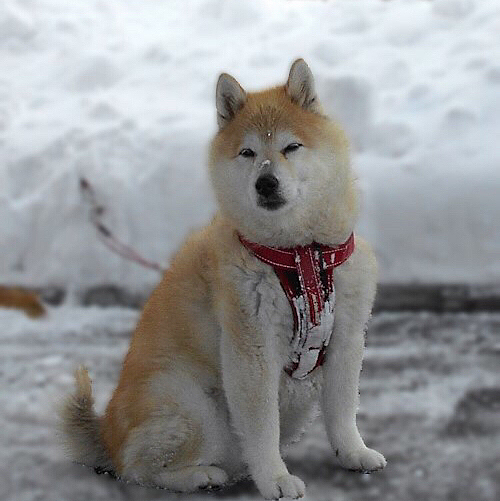 待望の雪が降りましたワン。
散歩から帰ってきて、気がつきました。
鼻の頭に雪が！
