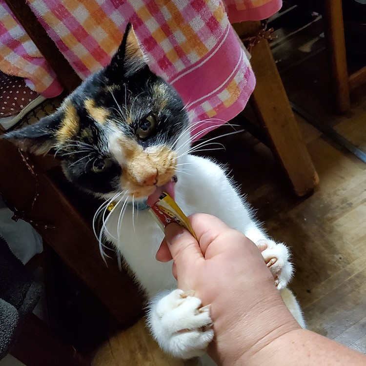 ゴジラ襲来
爪が食い込んどる😵💥
高齢だけど食欲はある