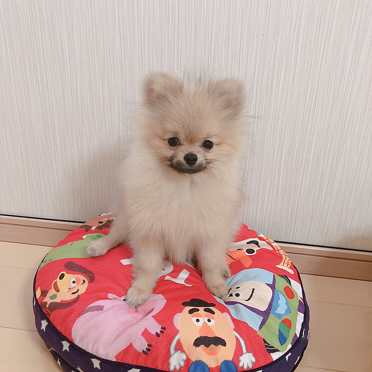 4ヶ月のとき❤️
色が薄くなってきたころ💕