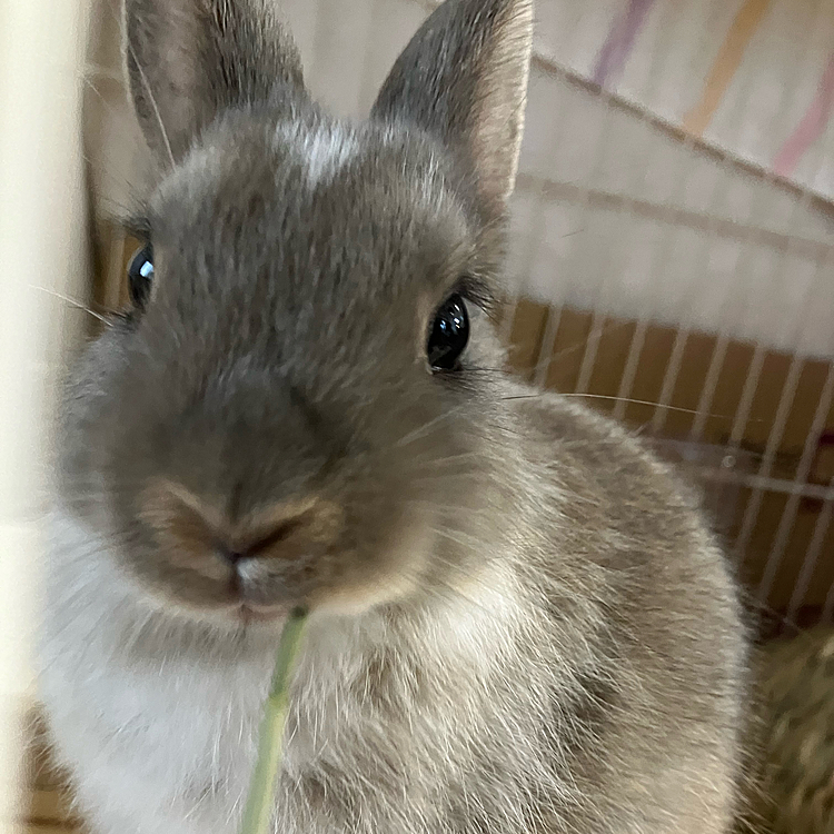 その後、元気を取り戻して牧草を食べていました。