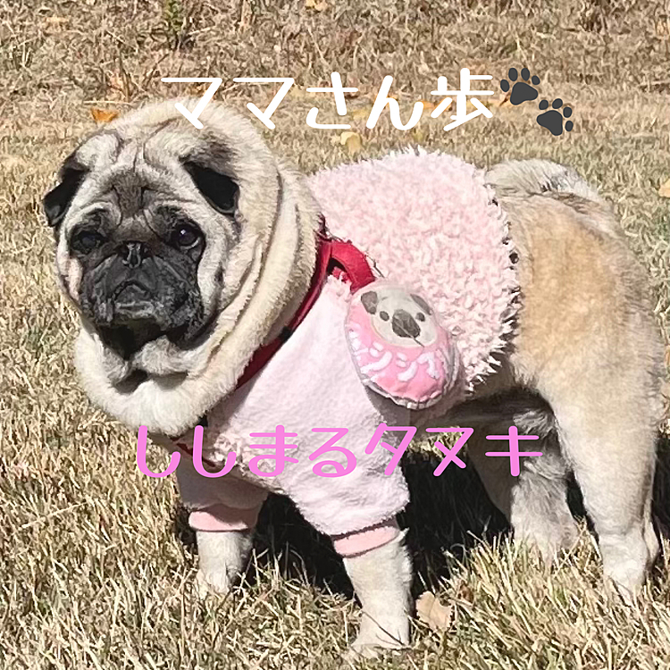 ノンビリママさん歩🐾
ピンクトレーナーでまんまるタヌキなししまるです🤣