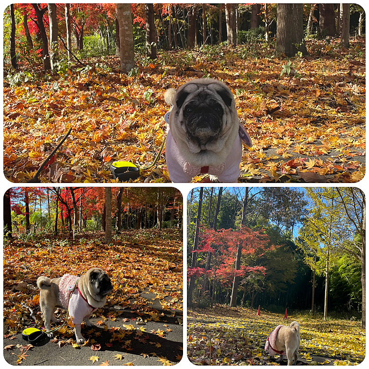 銀杏と紅葉がキレイな公園まで元気にお散歩🐽