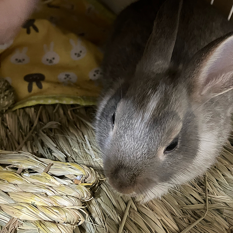 今日は、あめちゃんはケージの近くでお昼寝をしていました。
