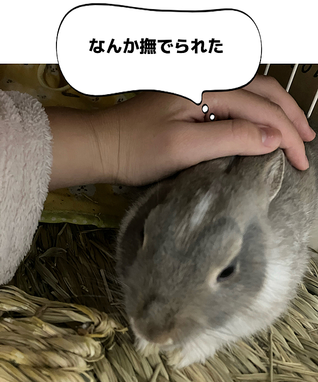 その姿がとても可愛い飼かったので、撫で付けていました。