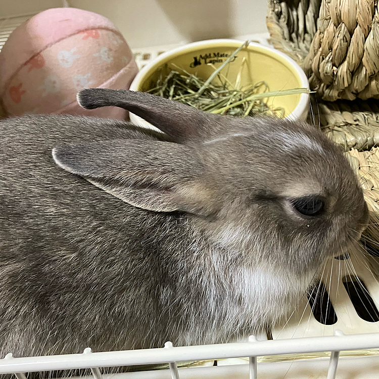 今日は、あめちゃんがお昼寝する場所がケージの一階の場所だったので少し驚きました。