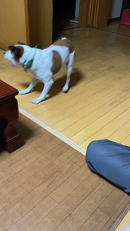 息子が帰って来たので、キャップで、遊んでもらいたくて、、嬉し過ぎて、、