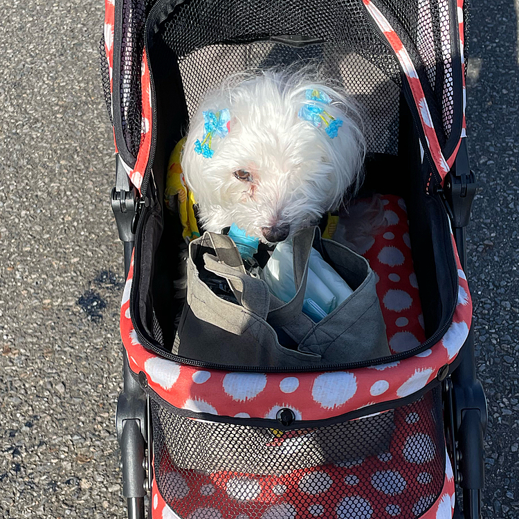 昨日久しぶりの遠出しました😊ドックランにも行きました😊たくさんの友達🐶に囲まれて帰りは疲れてずっと寝てました😪