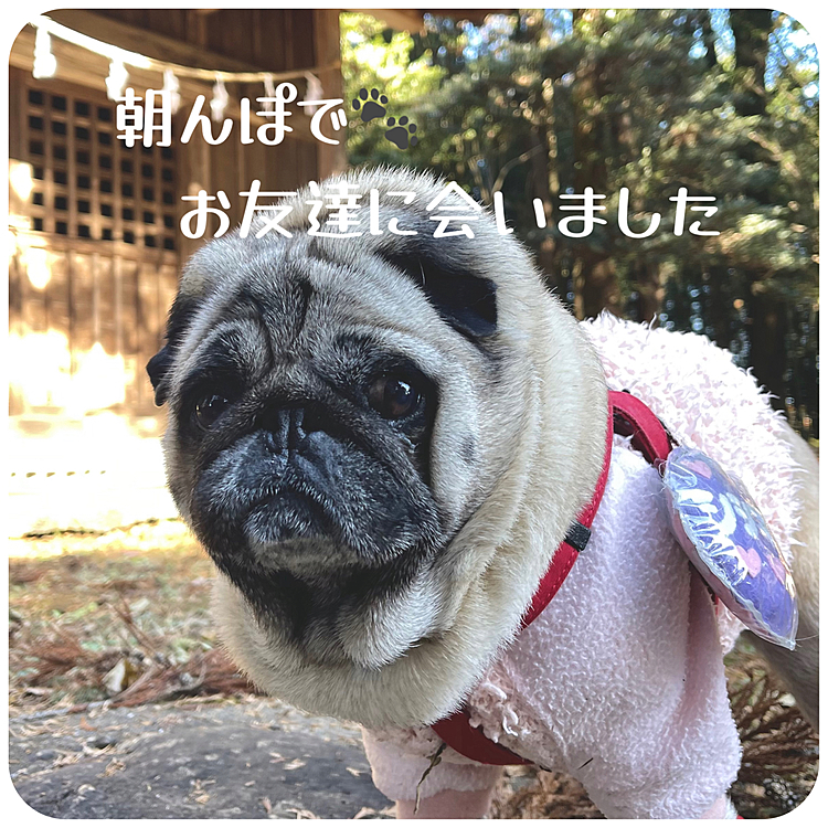 朝んぽ🐾ノンビリ神社まで歩ってきました⛩️