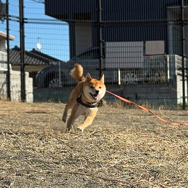 途中の公園で大好きな追いかけっこ😊
