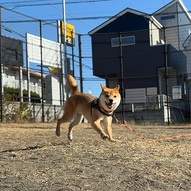 今日は散歩後、混合ワクチン接種💉のため病院🏥へ
櫂は病院嫌いなので相変わらずの大騒ぎでした😅
