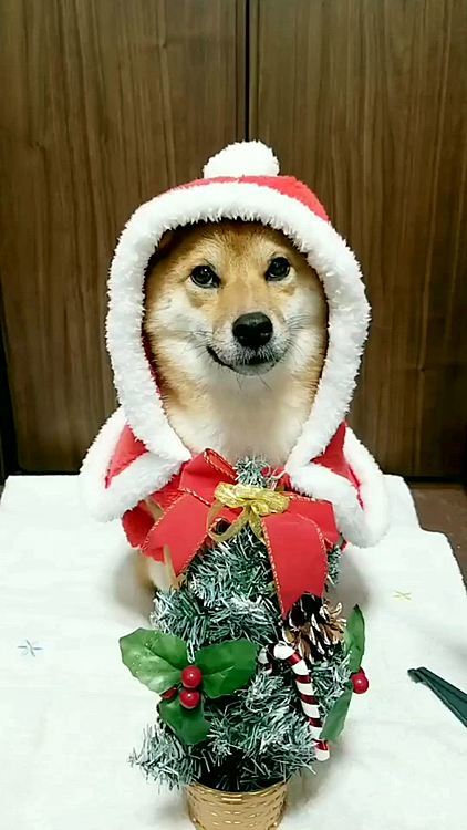 飼い主:
今日はクリスマスです✨🎄🔔
皆さんはいかがお過ごしでしょうか❔
私はいつも通り家でのんびりです😄
もこは、トナカイさんとサンタさんの一人二役で大忙しですね😁
実は今回、トナカイと去年に投稿したクリスマス帽子(一番最後)を撮って終了する予定でした😅
でもクリスマス帽子を紛失してしまったので、急遽ペットショップでサンタさんのお洋服を買いにいきました😂
急遽購入したのに凄く良い服で家族は大満足😉
もこへのお洋服のプレゼントと、ケーキは無いけどおやつを沢山買いましたよ🎵