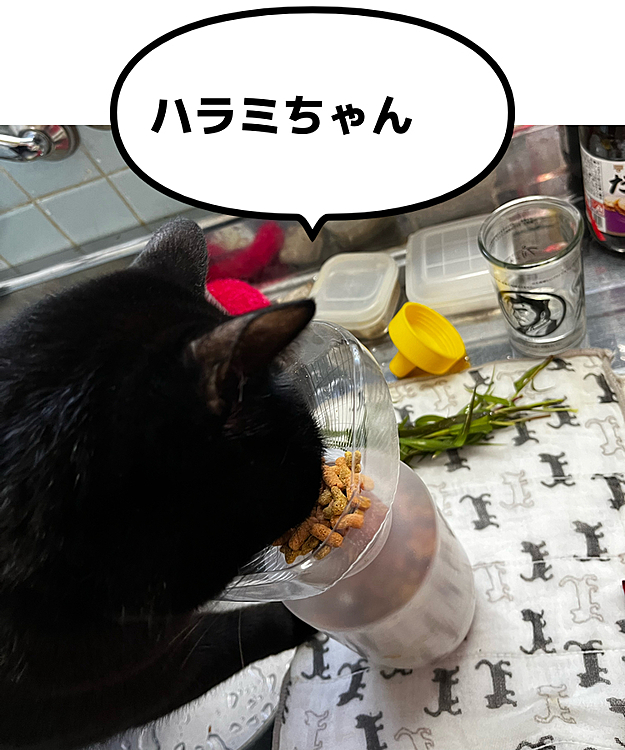 小分け中に食う🐈‍⬛😋