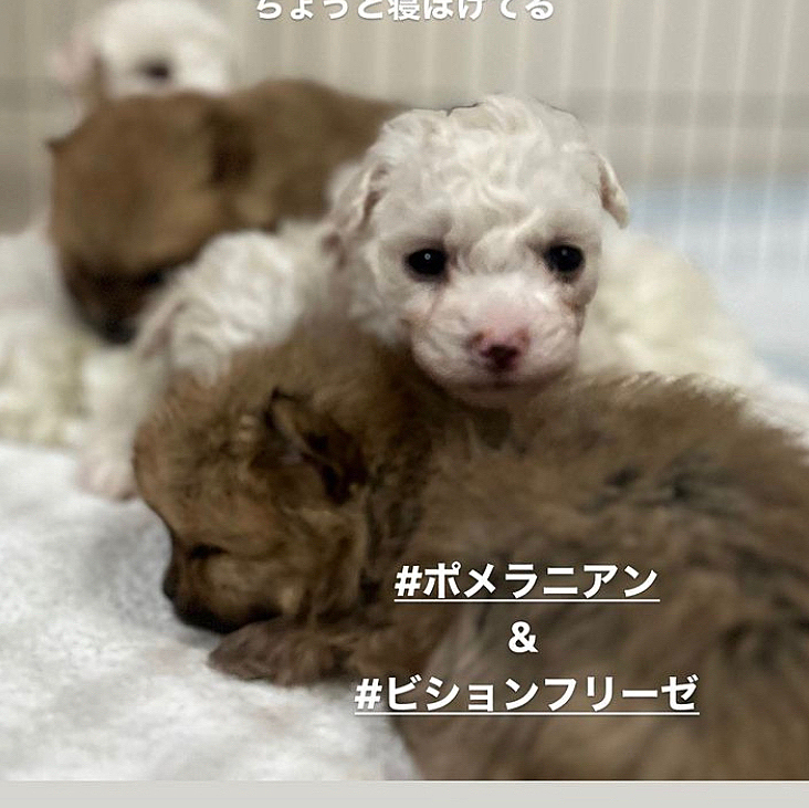 我が家の4ワン達の故郷で生まれてるビジョン達〜。。
モフモフになっていくんだろうなー🐶💕
素敵なオーナー様とのご縁待ってます。

気になる方はコメントくださいね。