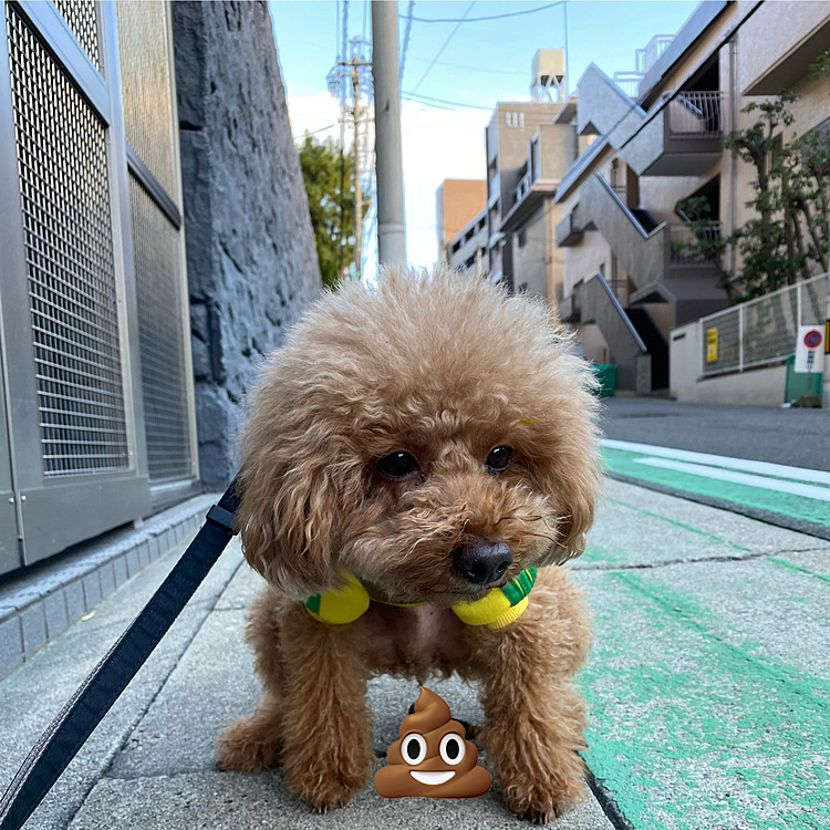 そして今日のお散歩🐾
いつ見てもこのどすこい姿が可愛いです😍