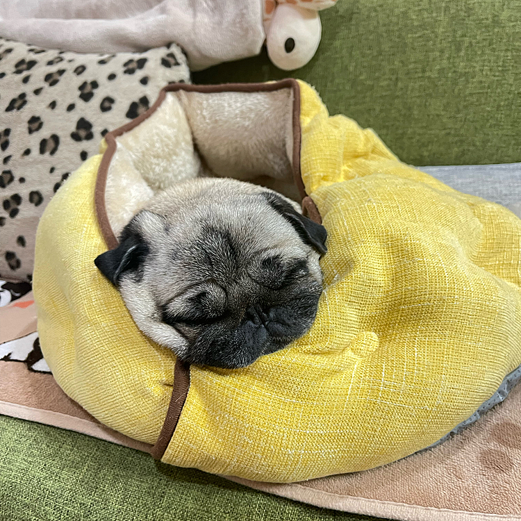 お外は寒い🥶
暖かベッドでヌクヌクおやすみなさい💤