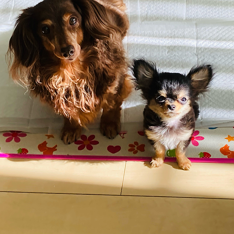 我が家の空ちゃん16歳　
ちーちゃん0歳🐶💕
写真嫌いな空ちゃんだけど
流石にわたしがご飯食べてれば見るよね〜