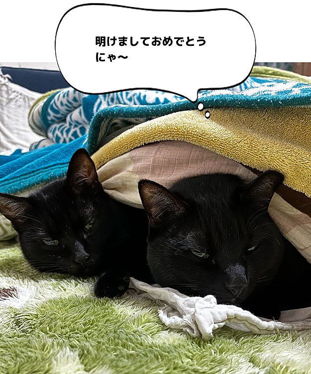 明けましておめでとうございます🌅🎍⛩️🎍🐈‍⬛🐈‍⬛