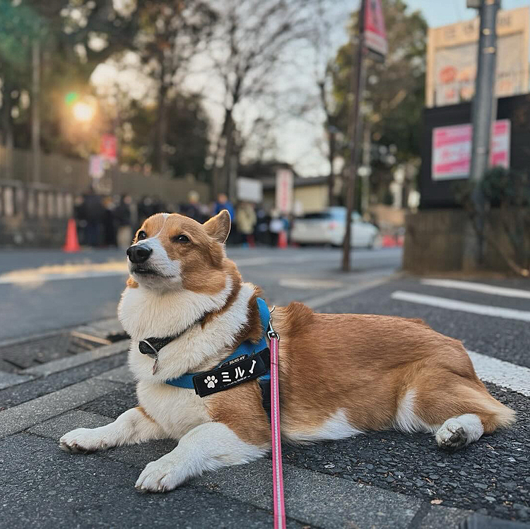 明けましておめでとうございますあけましておめでとう🎍
今年も大興奮でお散歩スタートしました🚶
