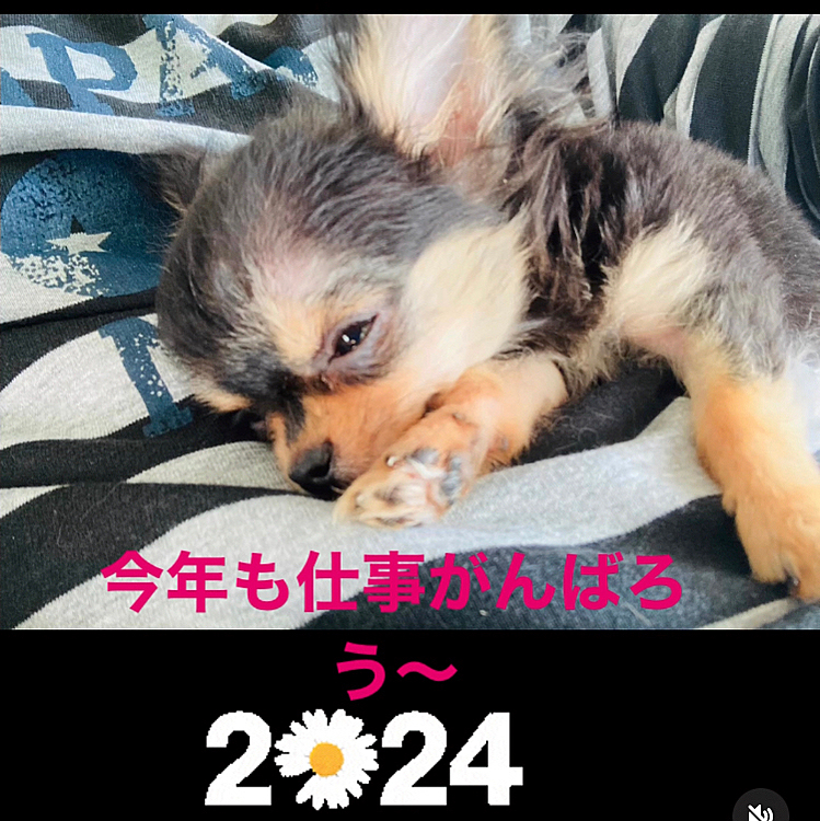 ちーちゃんが私の腹布団で寝てる😆🐶
気持ち良いのかしら😂🐶

