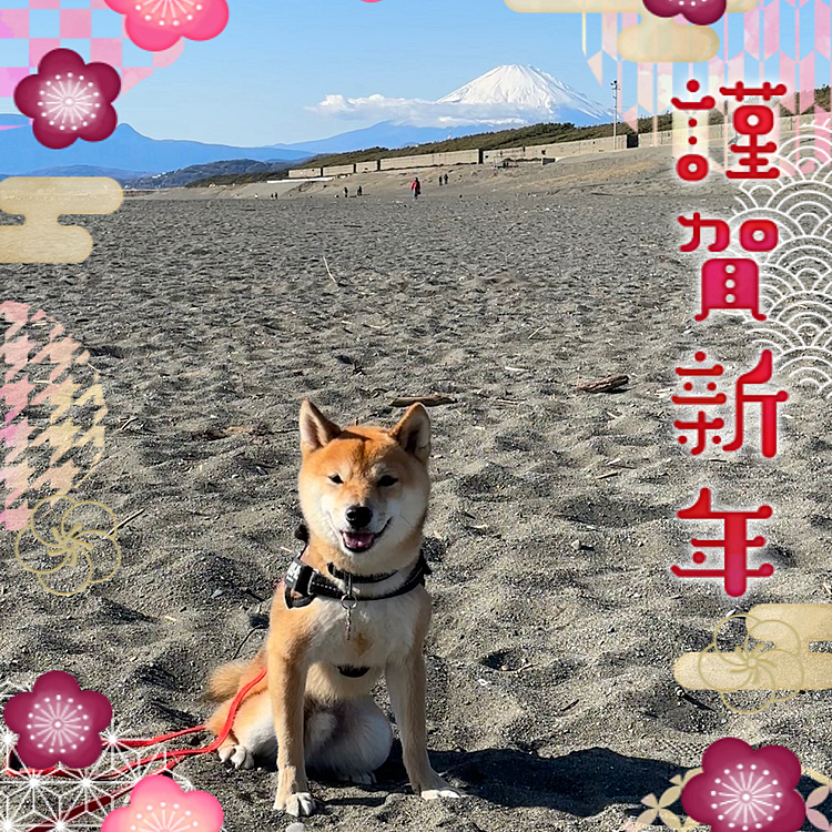 2024.01.01(月)
今年はじめてのお散歩は海へ🐾
富士山🗻と櫂を撮ってみました🤳
今年もよろしくお願いします🎍