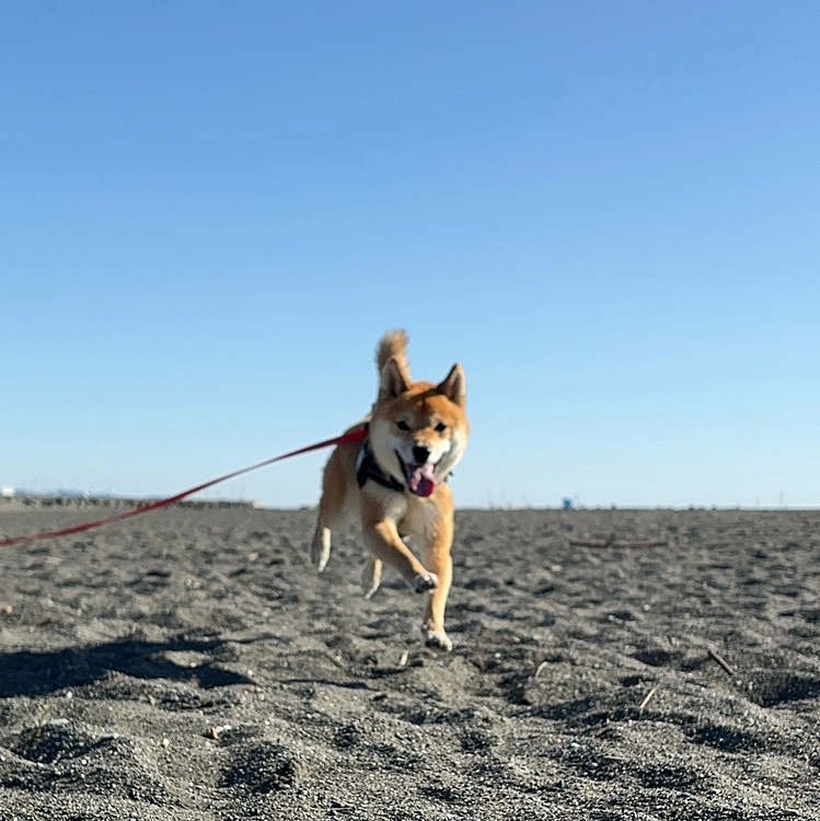 砂浜をダッシュ💨