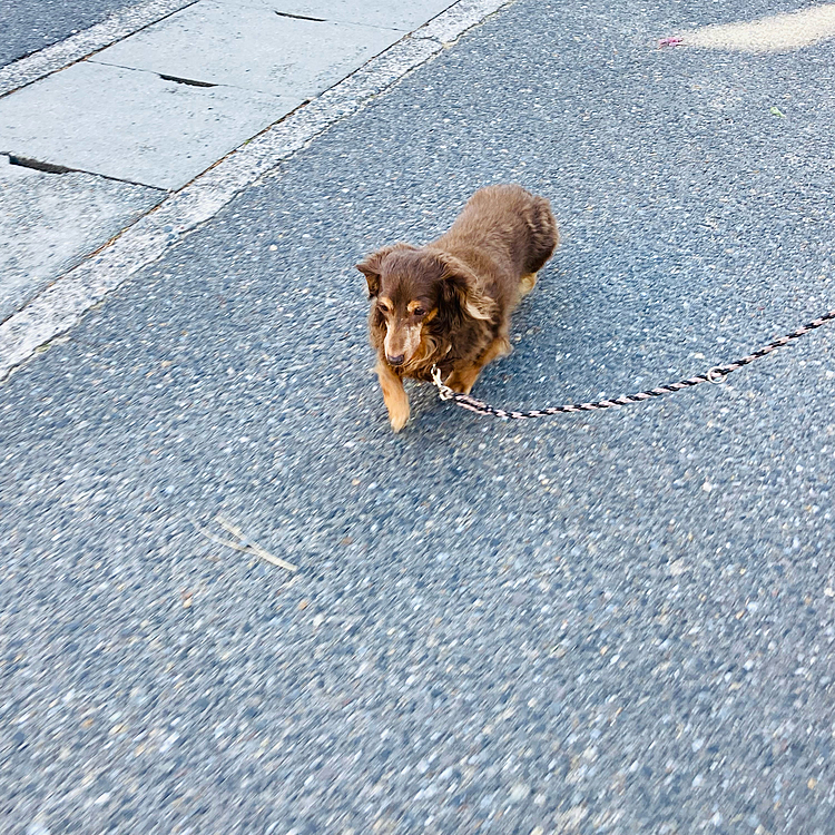 今年初のお散歩へ🐶🐶💕
パパさんがいるので空ちゃんルンルン😂💕🐶