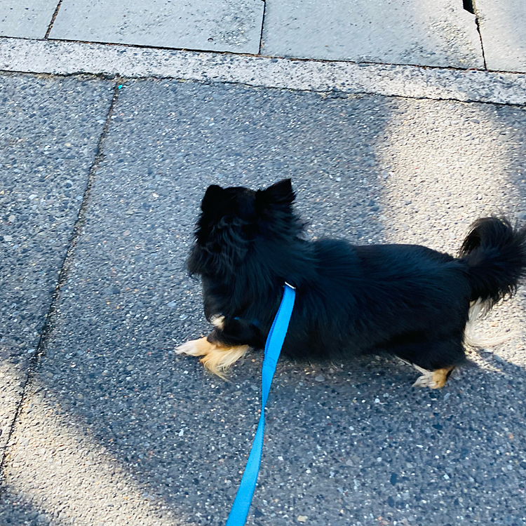 飼い主と同じでクビレがない😂🐶😭
今年はダイエット頑張ろう。