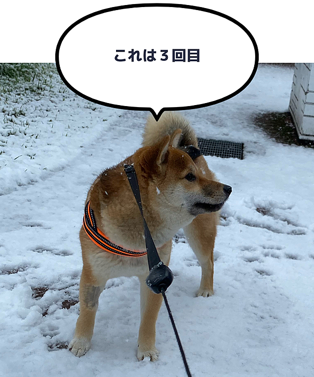 昨日はすごい雪でした。チャコは結局４回のお散歩に出かけ、寒くないのか喜んで出て行きました。