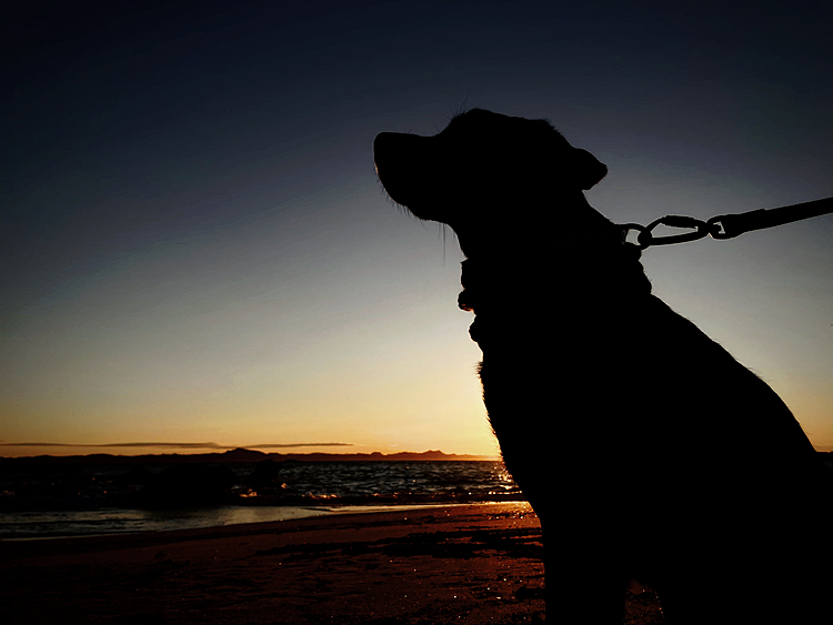 犬たちと初日の出🌄