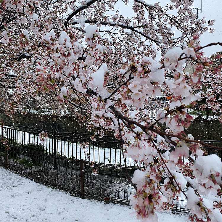 満開の桜に雪が降ったので、花の上にたっぷり雪が乗りました。重そう…