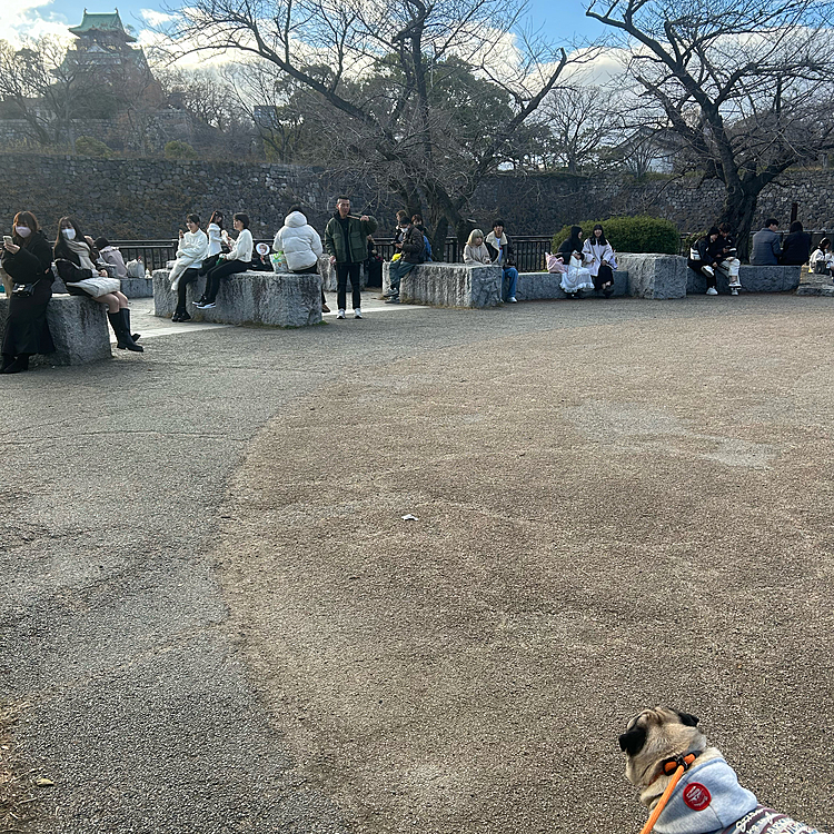 大阪城とMilesくん♡🐶
明日から仕事頑張るぞー💪