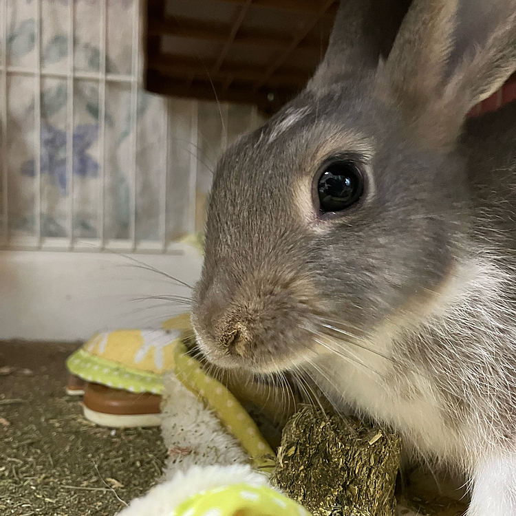 そんなあめちゃんに、大好きな牧草キューブをあげました。