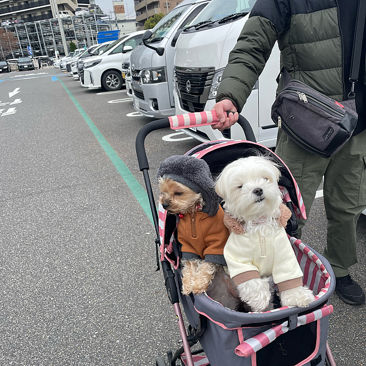 初めまして。
あけましておめでとうございます！
ヨーキー7歳、マルチーズ2歳です。