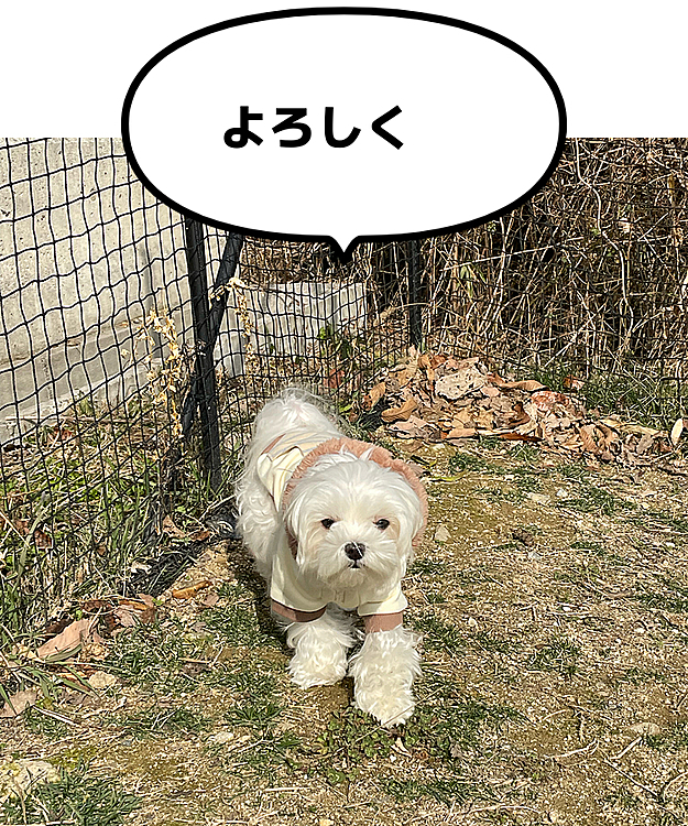 今年初ドッグランいきました。
奈々は犬が苦手でびびりまくり、、、かわいそうなのかな。。