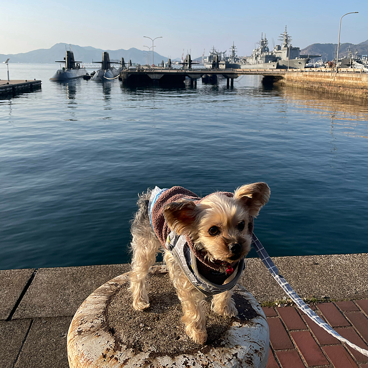 我が家のもうひとり、こうたです。幸大と書きます。
潜水艦と記念写真。