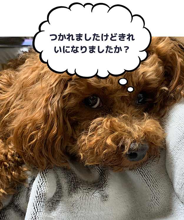 手荒いばあば👵の歯磨きタイム。😊👍
毎日[おくちあーん]で顎のチカラをぬいてくれます。とてもお利口な桃です。👵
親バカでゴメンなさい😁❤️
