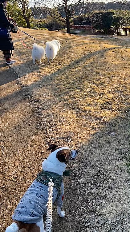 公園の真ん中辺り
ちょっとお山に、、