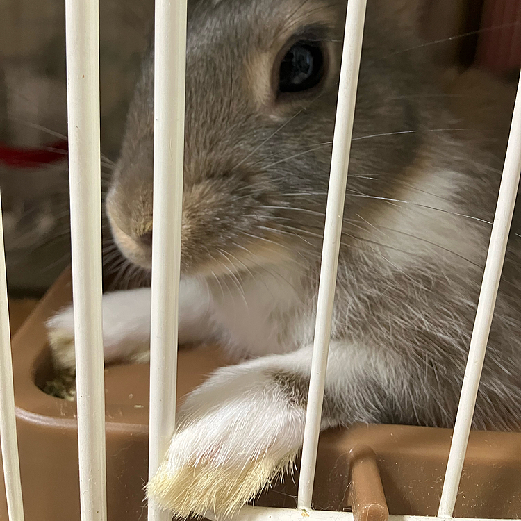 手を出して寝るあめちゃん。
爪が伸びてきて刺さると痛いです😓そろそろ爪を切らなければいけないですね。